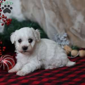 Tinsel, Bichon Frise Puppy